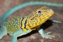 Aqua Flame male 2