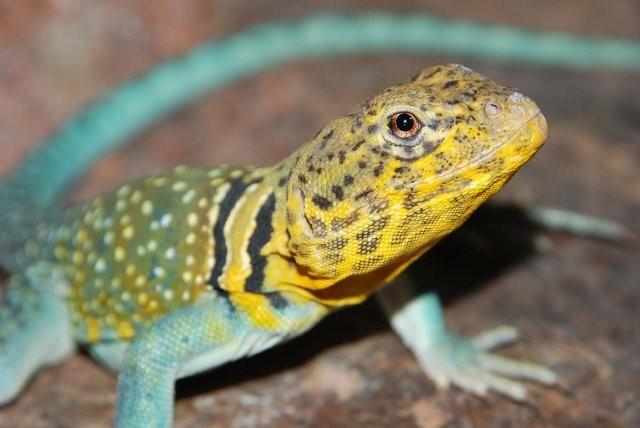 Aqua Flame male 2