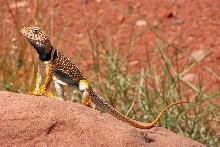 C. bicinctores male 1