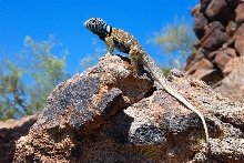 King of the Hill