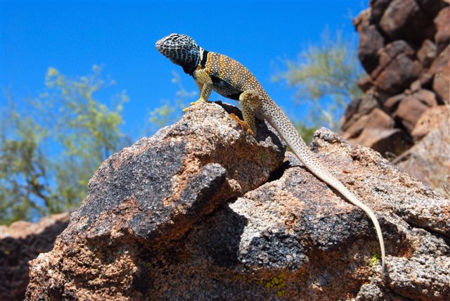 King of the Hill