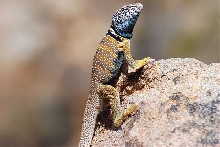 Desert Collared Lizard