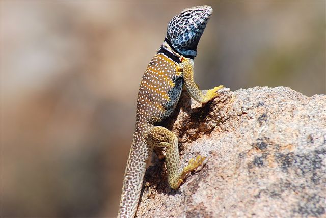 Desert Collared Lizard