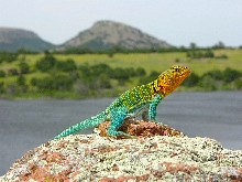 male collared lizard