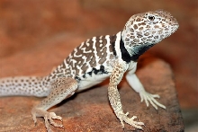 vestigium A