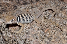 Crotaphytus vestigium A