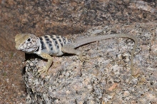 Crotaphytus vestigium B