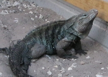 My Male C. lewisi Cross....Alpha.