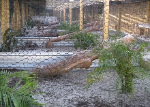 Cyclura Outdoor Pens