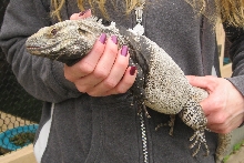 Male Ctenosaura conspicuosa