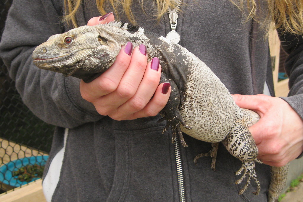 Male Ctenosaura conspicuosa