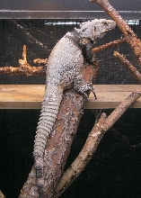 Male C. conspicuosa