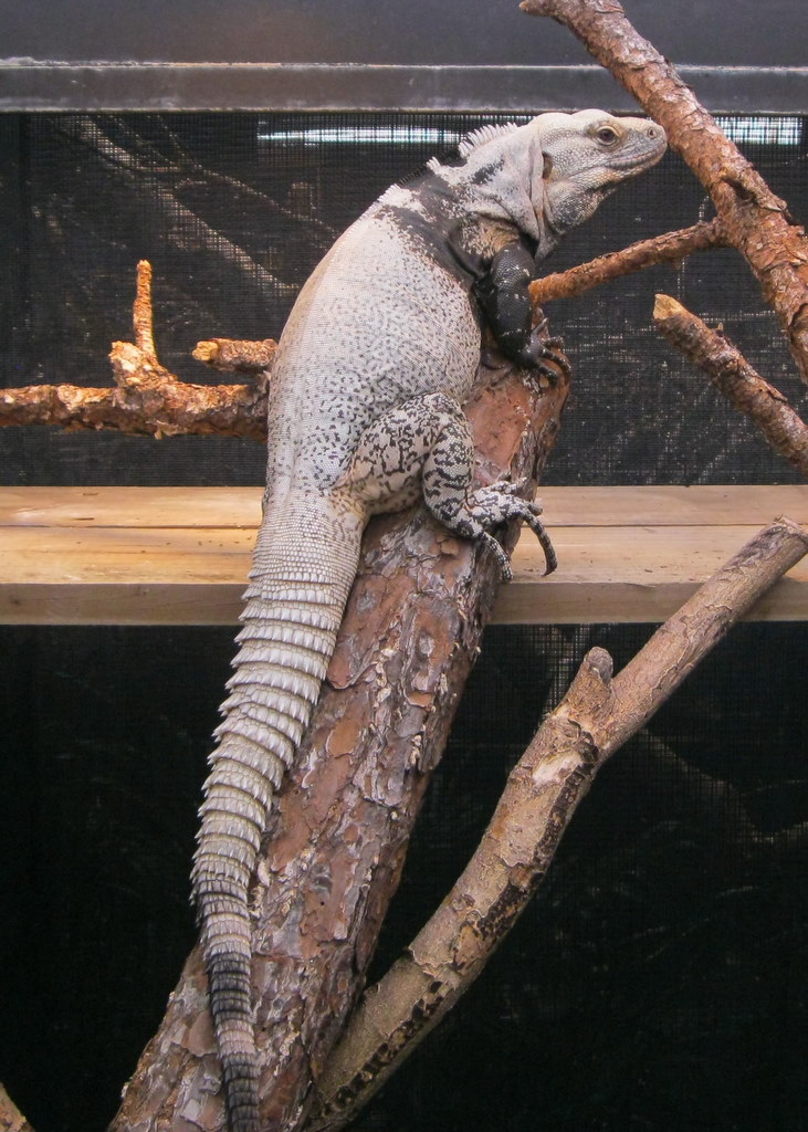 Male C. conspicuosa