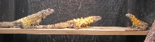Banana pectinata