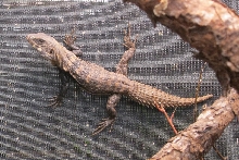 Ctenosaura clarki