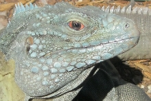 Head shot of lewisi cross