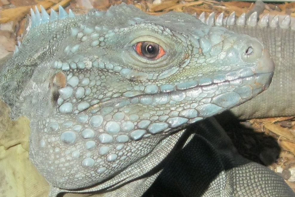 Head shot of lewisi cross