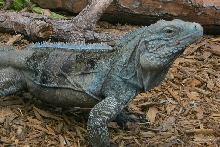 Lewisi Cross Male