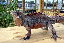 Male Cuban Iguana