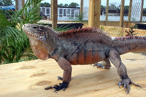 Male Cuban Iguana