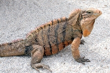 Male Cuban Iguana