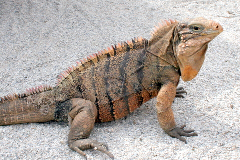 Male Cuban Iguana