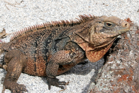 Male Cuban Iguana