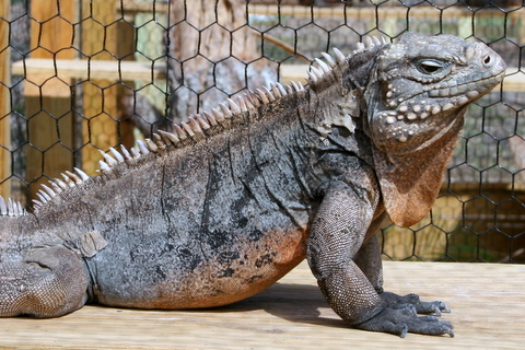 Male Cuban Iguana