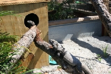 C. conspicuosa in outdoor cage.