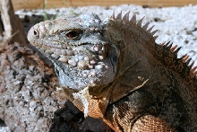 Cuban Iguana