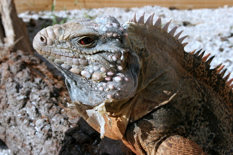 Cuban Iguana