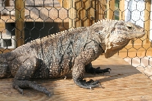 Female Cuban Iguana