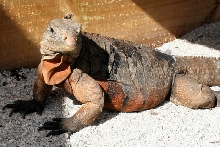 Female Cuban Iguana with Nice Red Belly