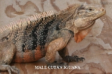 Cuban Iguana