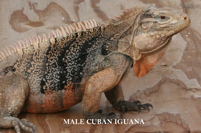 Cuban Iguana