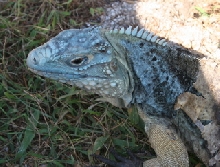 C. LEWISI CROSS