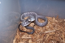 G. janseni 1