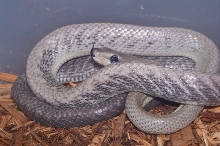 G. janseni 2