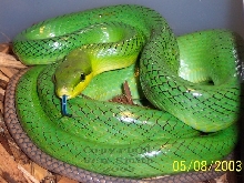 Gonyosoma