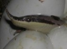 Rhino Ratsnake Hatching