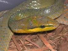 Gonysoma oxycephala