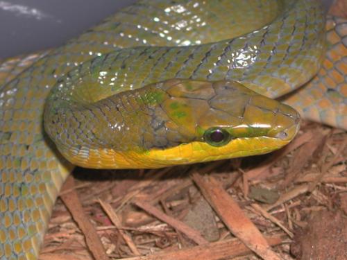 Gonysoma oxycephala