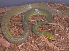 Gonyosoma oxycephala