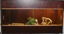 Bearded_Dragon_Cage