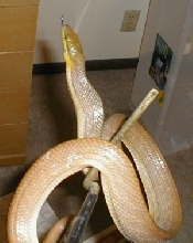 gonyosoma2