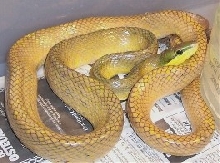 gonyosoma3