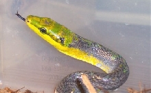 Java G. oxycephala