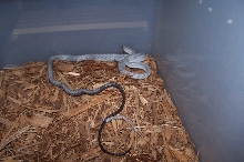 Light colored G. janseni
