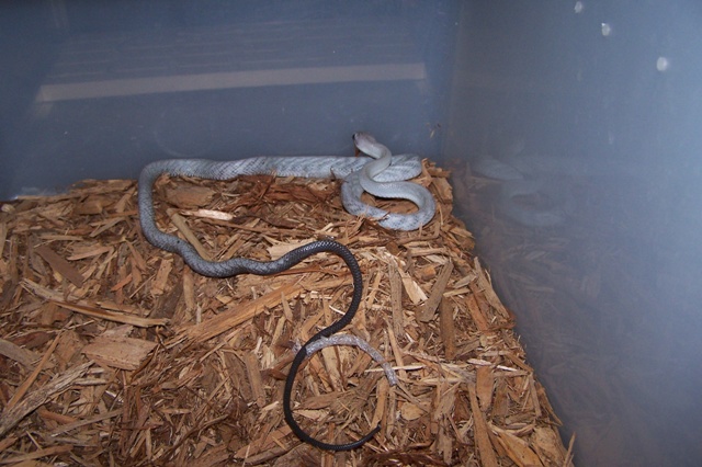 Light colored G. janseni
