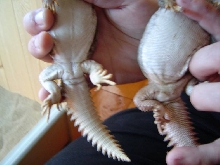 Rex and Roxy tale